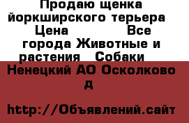 Продаю щенка йоркширского терьера  › Цена ­ 20 000 - Все города Животные и растения » Собаки   . Ненецкий АО,Осколково д.
